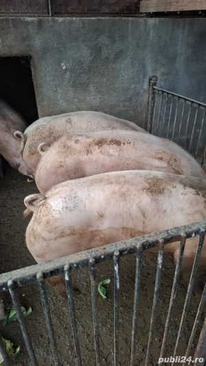 Vand porci de carne - imagine 5