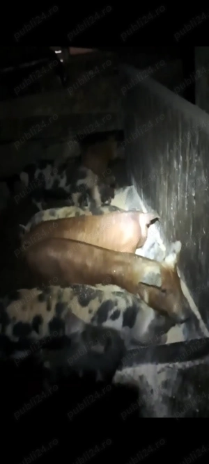 Vand purcei 7 saptamani