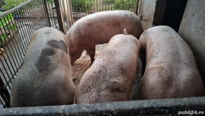 Vand porci de carne - imagine 2