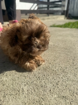 Vand 4 cățeii metis 