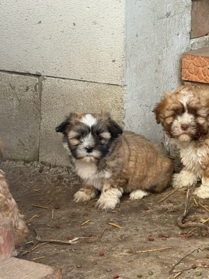 Vand 4 cățeii metis  - imagine 3