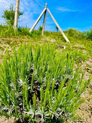 Terenuri extravilane de vânzare   Cozieni, jud. Buzău  - imagine 5