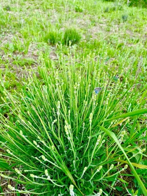 Terenuri extravilane de vânzare   Cozieni, jud. Buzău  - imagine 8