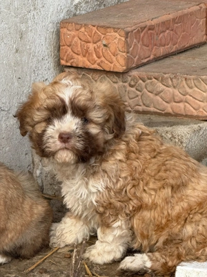 Vand 4 cățeii metis  - imagine 4