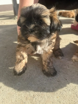 Vand 4 cățeii metis  - imagine 2