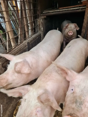 Vand porci - imagine 2