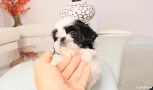 shih tzu talie mică ambii părinți au certificat de originalitate pedigree
