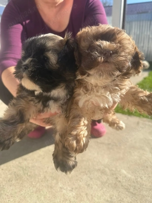 Vand 4 cățeii metis  - imagine 5