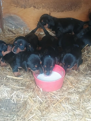 Cățeluși dragalasi și draguti