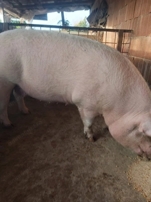 Vând scroafă tânără 