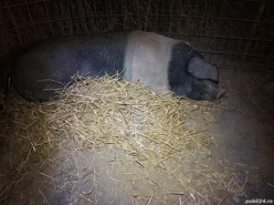 porcj grasi diferite marimi - imagine 3