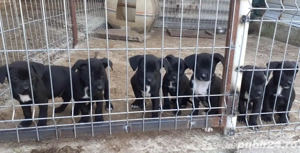 Catei Amstaff - imagine 2