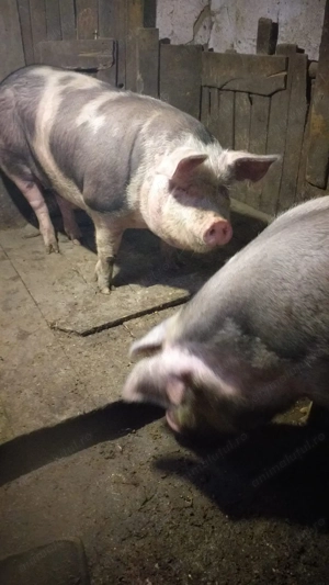 Se vinde porci crescuti natural