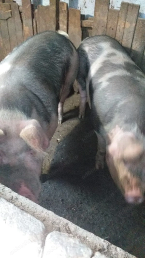 Se vinde porci crescuti natural - imagine 3