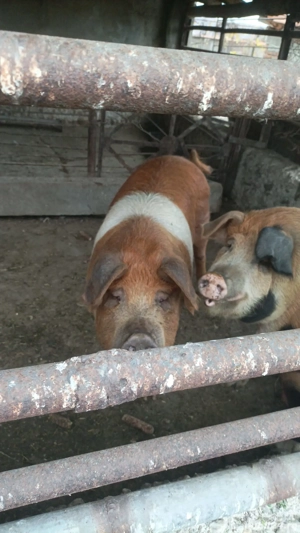 Vând porci - imagine 4