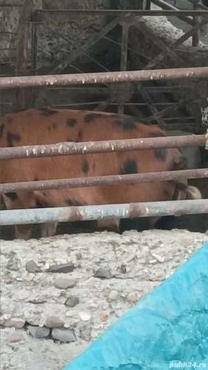 Vând porci - imagine 2