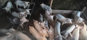 Vând purcei  - imagine 2