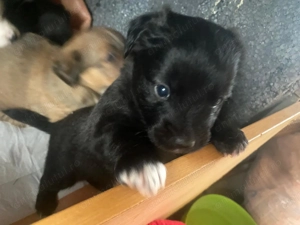 Donez cățeluși Golden retriver cu metis - imagine 5