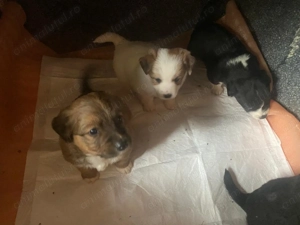 Donez cățeluși Golden retriver cu metis - imagine 4