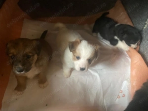 Donez cățeluși Golden retriver cu metis - imagine 2