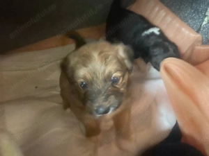 Donez cățeluși Golden retriver cu metis - imagine 3