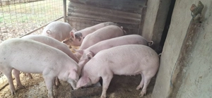 Vând porci de carne  - imagine 2