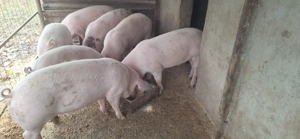 Vând porci de carne  - imagine 3