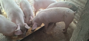 Vând porci de carne 