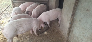 Vând porci de carne  - imagine 4