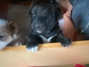 Donez cățeluși Golden retriver cu metis 