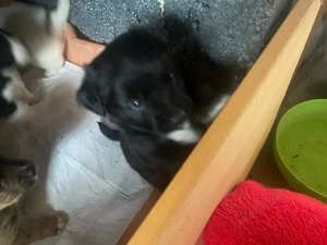 Donez cățeluși Golden retriver cu metis  - imagine 3