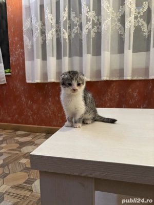 Pisica Scottish fold