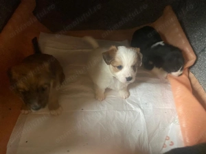 Donez cățeluși Golden retriver cu metis  - imagine 2