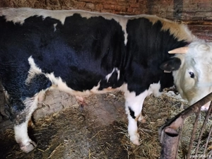 Vand taur  - imagine 4