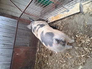 Vând porc pt sacrificat! - imagine 2