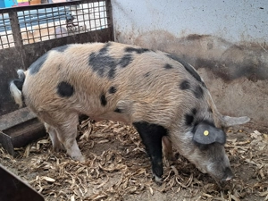 Vând porc pt sacrificat!