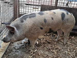 Vând porc pt sacrificat! - imagine 3