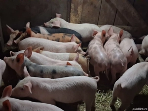 vând purcei de 9 săptămâni  - imagine 2