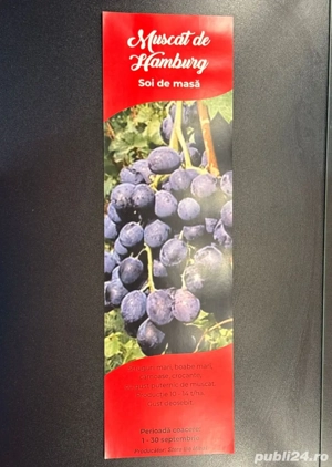 Butași viță de vie ambalați  - imagine 5