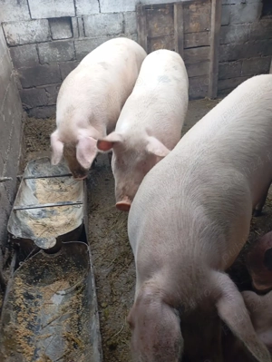 Vând porci de carne,rasa Landras - imagine 2