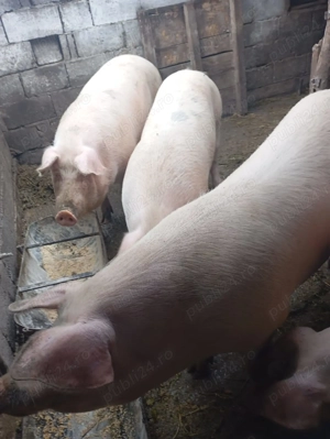 Vând porci de carne,rasa Landras - imagine 5