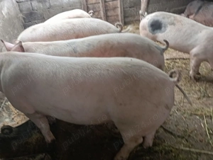 Vând porci de carne,rasa Landras - imagine 3