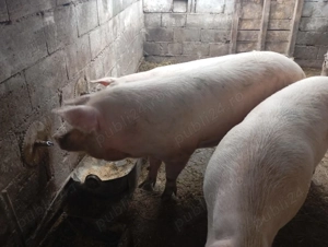 Vând porci de carne,rasa Landras