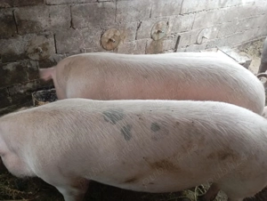 Vând porci de carne,rasa Landras - imagine 4