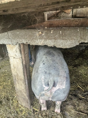 Vind porci pentru Crăciun  - imagine 2