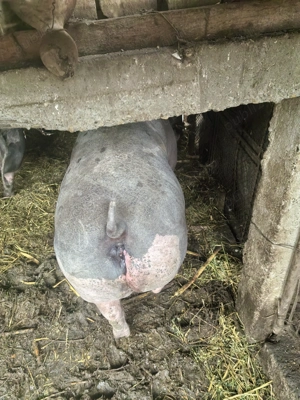 Vind porci pentru Crăciun  - imagine 3