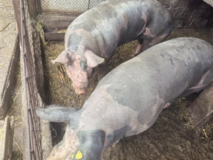 Vind porci pentru Crăciun  - imagine 4