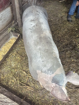 Vind porci pentru Crăciun  - imagine 6