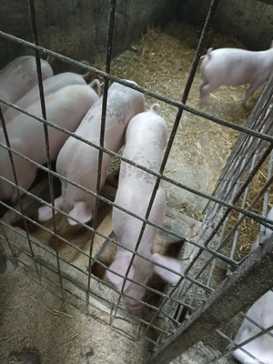 Vând Purcei de rasă  - imagine 3