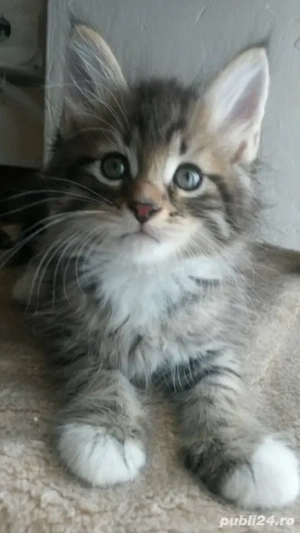 Siberiana de pădure 